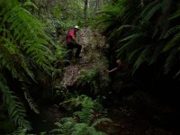 Rainforest Walk